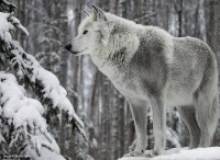 /album/secret-singing-wolves/white-wolf-jpg/